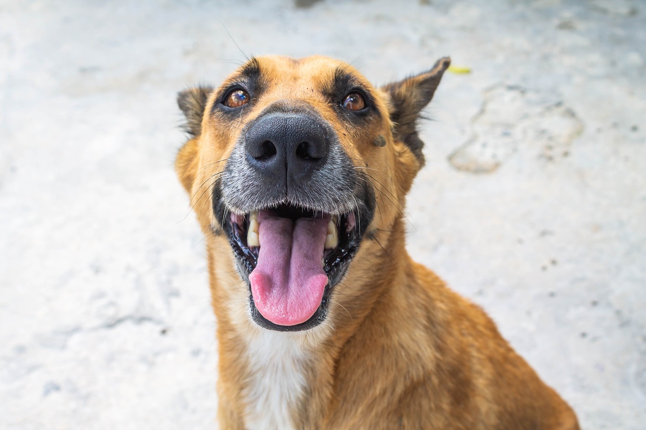 Mascota perro