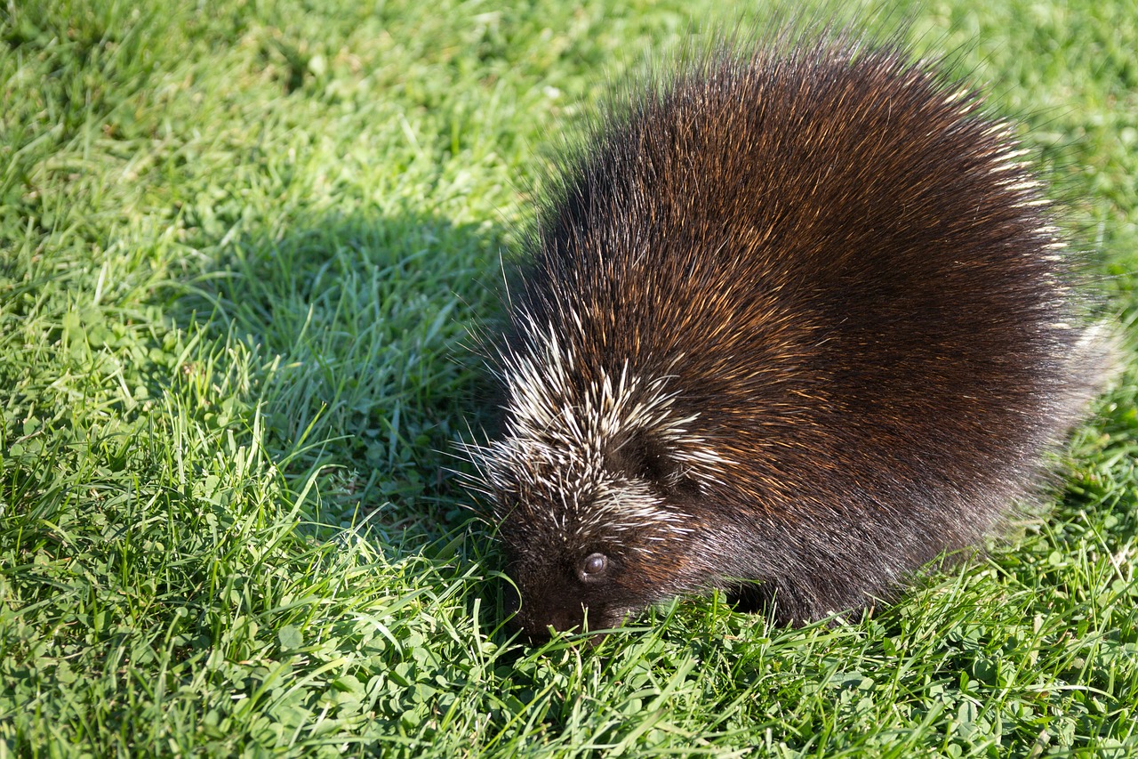 Mascota puercoespín