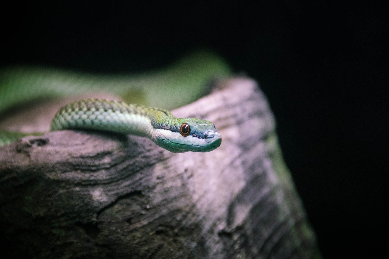 Mascota serpiente