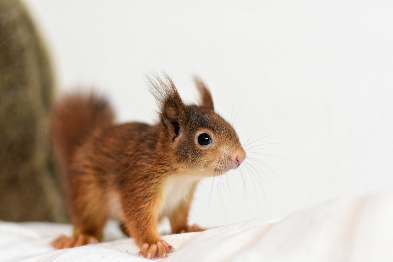 Mascota ardilla