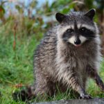 mammal, raccoon, mask-1227460.jpg