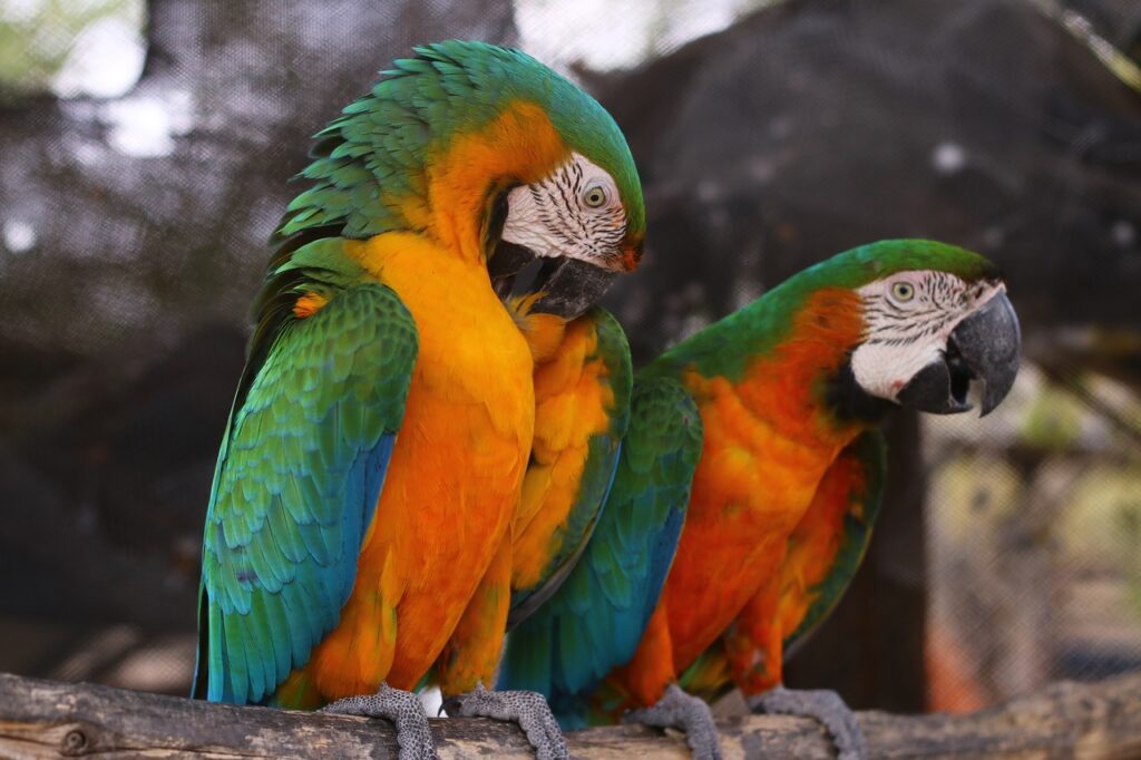 parrot, animals, loro-5194360.jpg