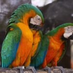 parrot, animals, loro-5194360.jpg