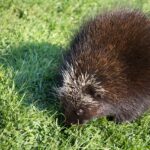 porcupine, animal, wildlife-1694202.jpg