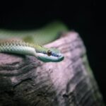 snake, reptile, animal-9059936.jpg